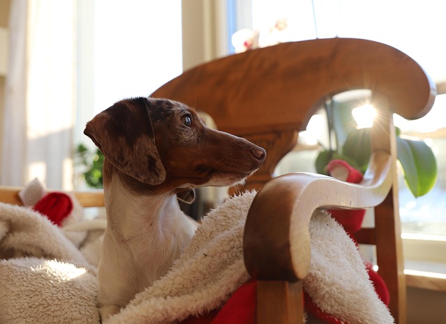 Anne Kristensen indholdsskribent ung dansk kvinde ved skrivebord med planter